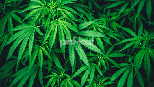 SOG Methode erklärt – Sea of Green Growtechnik für Indoor Cannabis | Pief-Leaf®