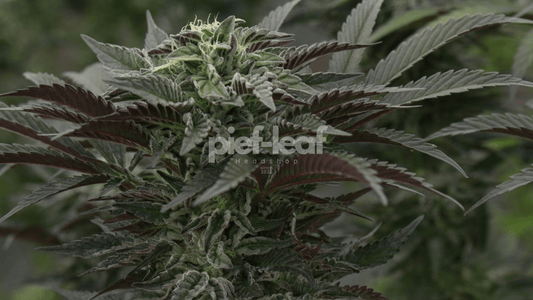 SCROG-Methode im Cannabis Grow – Netztraining für mehr Ertrag | Pief-Leaf®