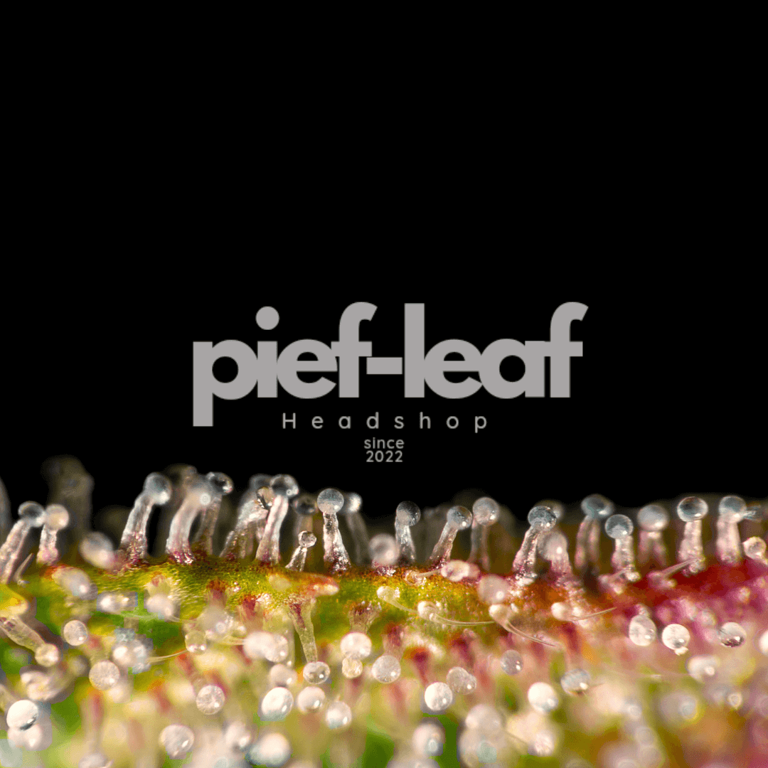 PL-Seeds® Eigenmarke Cannabissamen Autoflower Feminisiert Pief-Leaf®