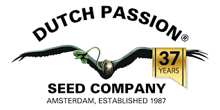 Dutch Passion feminisierte Autoflower Cannabissamen Mazar Blueberry Pief-Leaf®