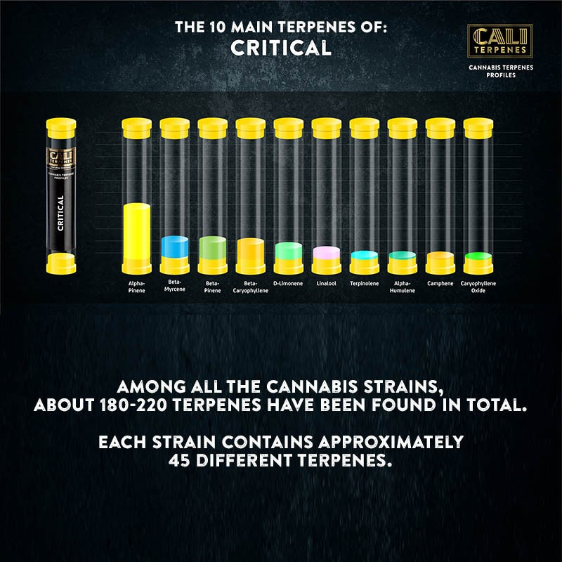 Cali Terpenes - CRITICAL , (1 ml)