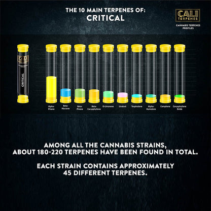Cali Terpenes - CRITICAL , (1 ml)
