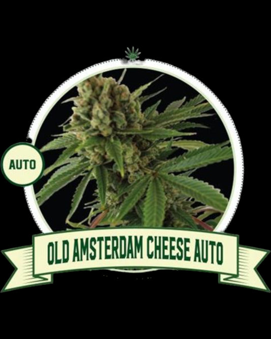 City Seeds Bank - Cheese AUTOFLOWER