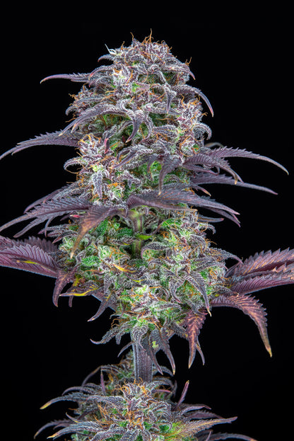 Blueberry - AUTOFLOWER Sorte mit 22 % THC – Pief-Leaf®