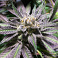 Silent Seeds - Grape Juice FEMINISIERT