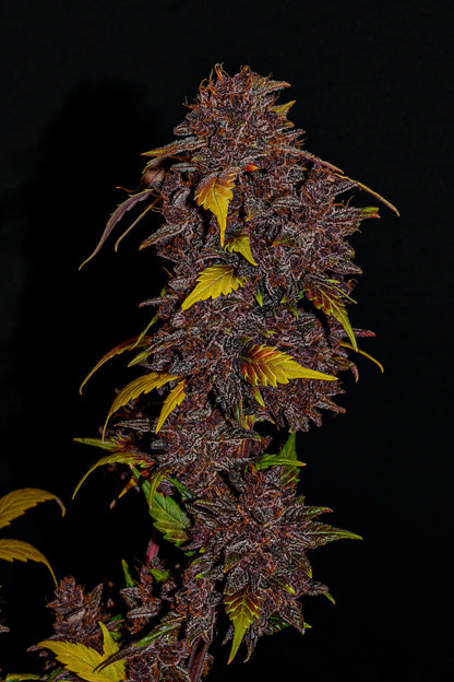 Purple Lemonade Auto Cannabissamen – violette Buds mit 25 % THC