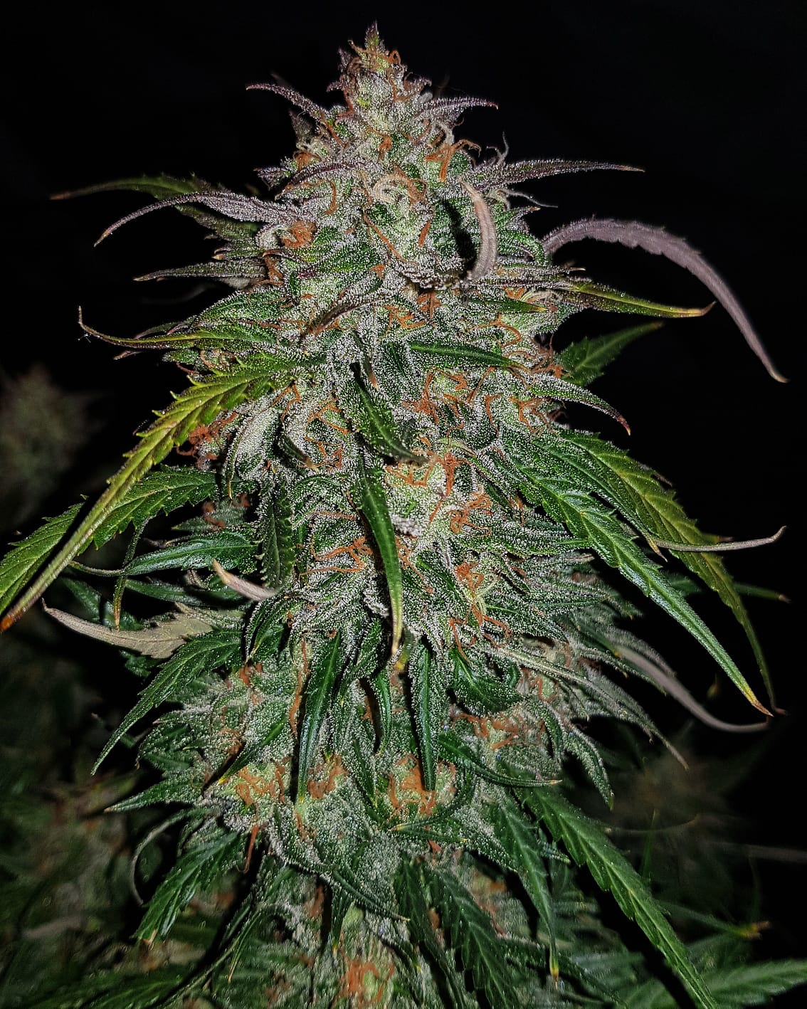 FastBuds - Smoothie AUTOFLOWER