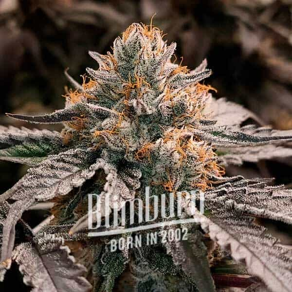 Blimburn Seeds - Gator Breath FEMINISIERT