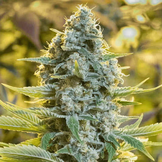 Moby Dick Samen von Silent Seeds – 60 % Sativa, feminisierte Cannabissorte mit starkem Wachstum, intensiven Aromen und enormen Erträgen.