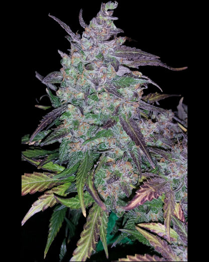 FastBuds Fastberry - AUTOFLOWER Cannabis Seeds – Pief-Leaf®