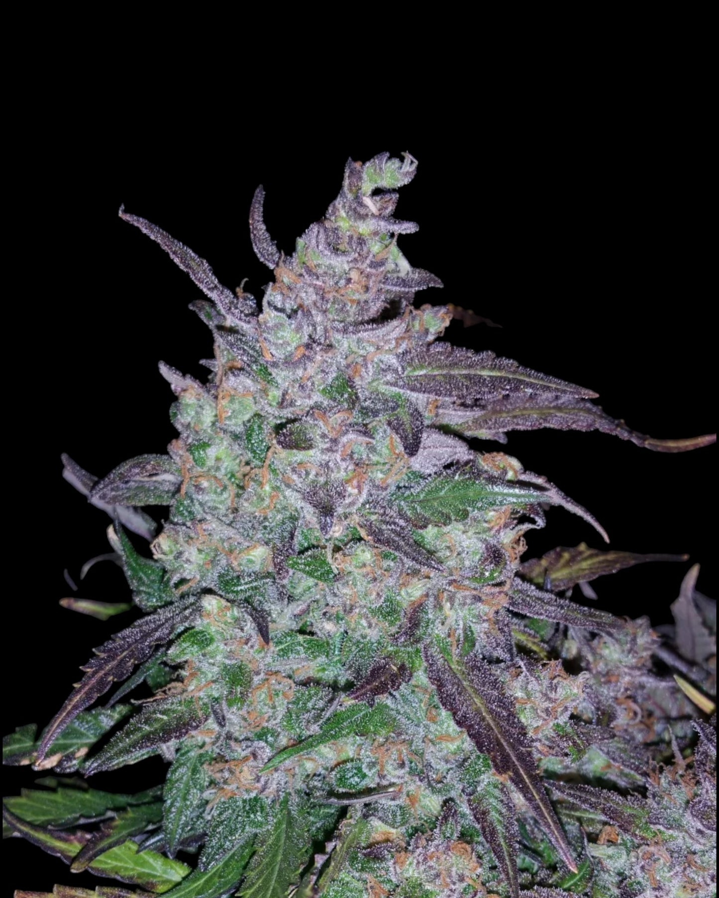 FastBuds - Fastberry AUTOFLOWER