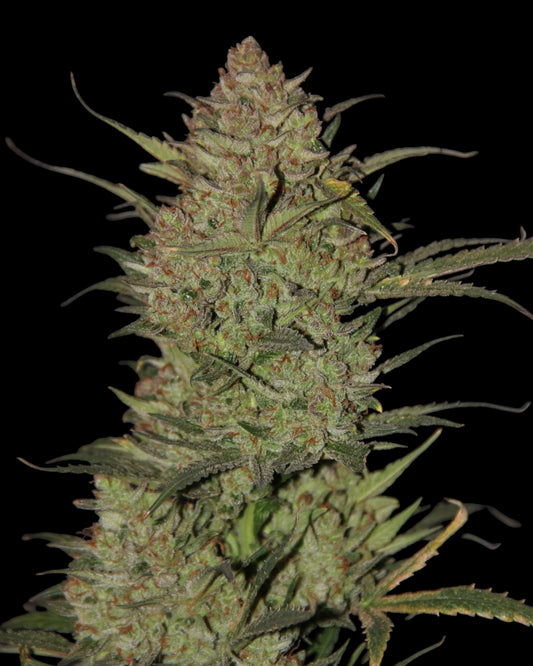OG KUSH AUTOFLOWER – Fast Buds – Pief-Leaf®