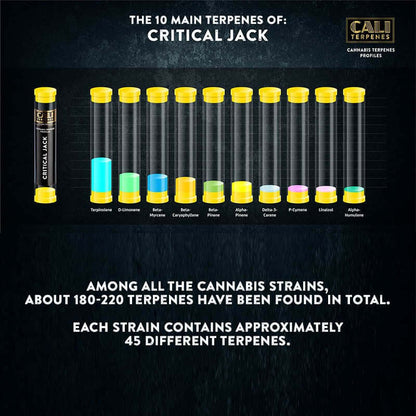 Cali Terpenes - CRITICAL JACK , (1 ml)