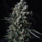 MK-Ultra™ Samen von T.H.Seeds™ – feminisierte Cannabissorte mit harzreichen Blüten und intensivem Kiefernaroma.