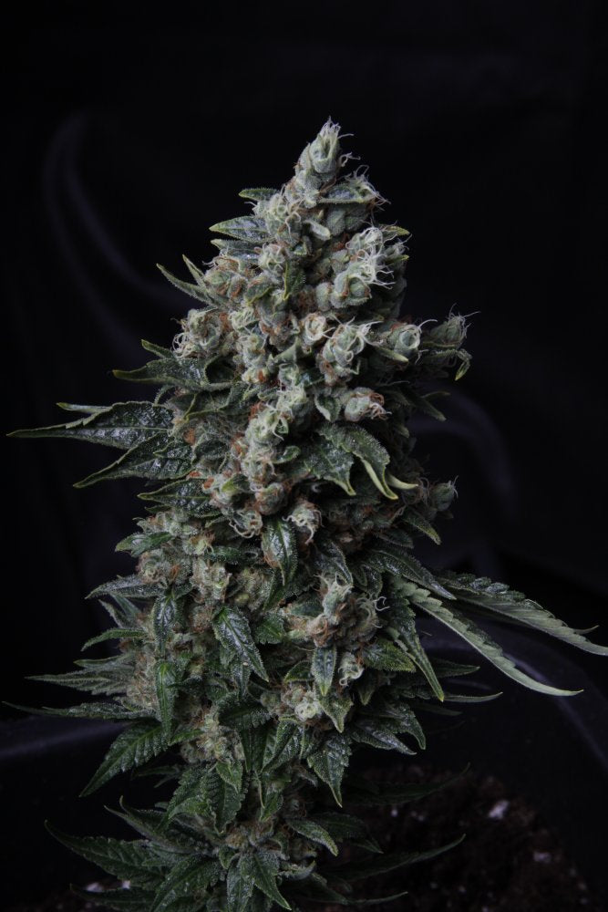 MK-Ultra™ Samen von T.H.Seeds™ – feminisierte Cannabissorte mit harzreichen Blüten und intensivem Kiefernaroma.