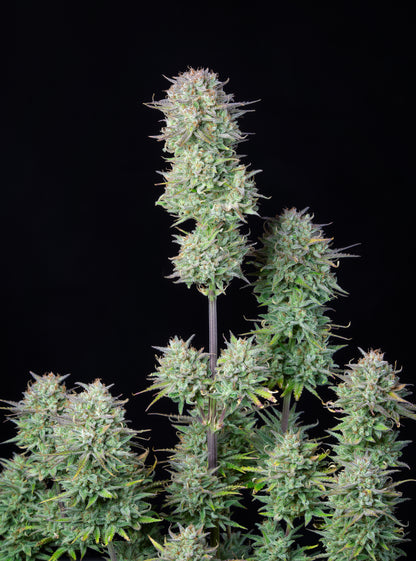 FastBuds Kosher Cake Auto Pflanze in Blüte