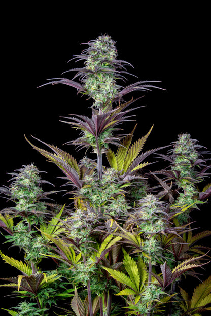 FastBuds Blueberry - AUTOFLOWER Strain – Pief-Leaf®