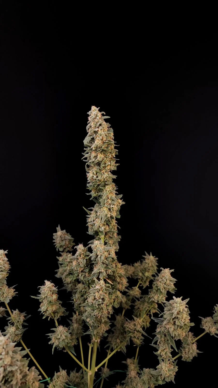 FastBuds - Critical AUTOFLOWER