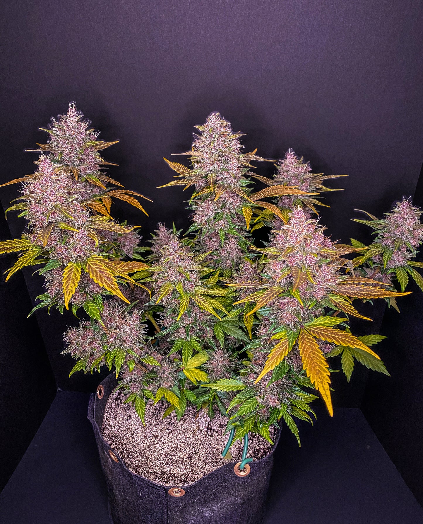 FastBuds - LSD-25 AUTOFLOWER