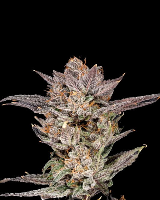 MYLAR MAGIC 2.0 - FEMINISIERT