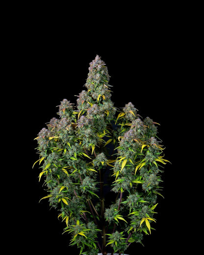 FastBuds Cream Cookies Autoflower Samen Nahaufnahme