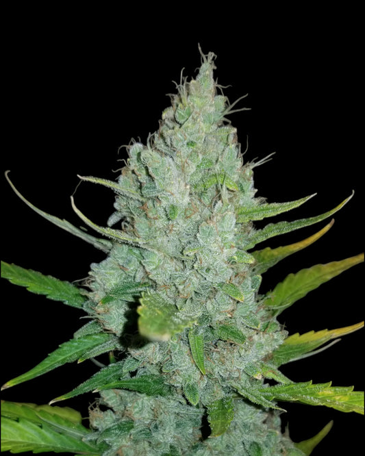 Sour Diesel AUTOFLOWER