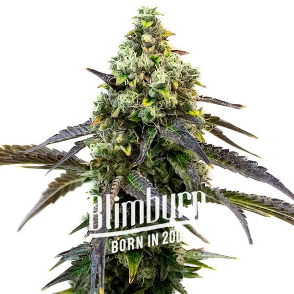 Blimburn Seeds - RS11 FEMINISIERT