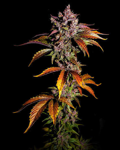 Blackberry Auto – violette Buds mit Beerenaroma