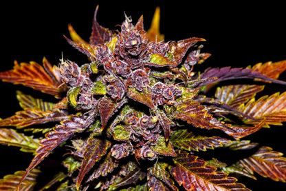 Blackberry – kompakte Autoflower mit 23 % THC