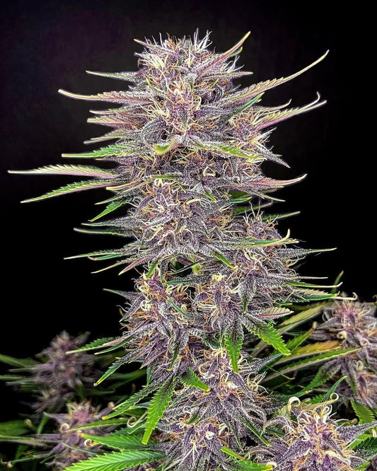Banana Purple Punch Auto – violette Buds mit Bananenaroma
