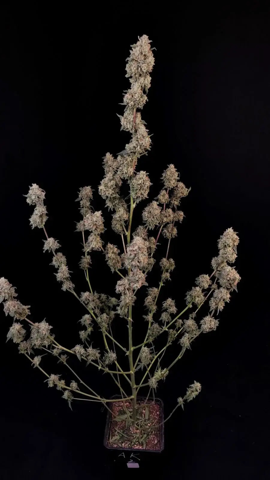 AK Auto Strain mit klassischem Kiefernaroma