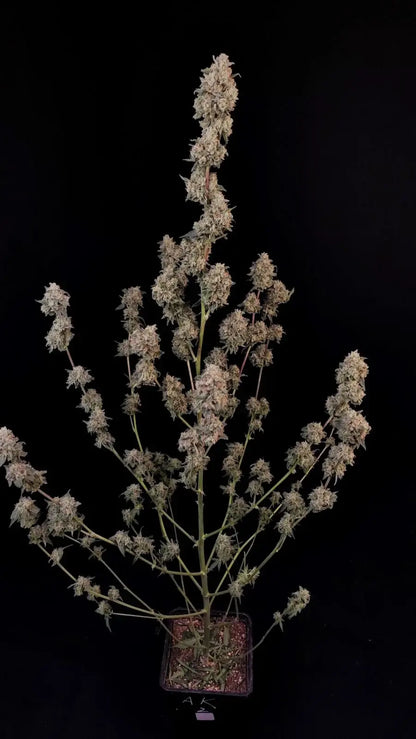 AK Auto Strain mit klassischem Kiefernaroma