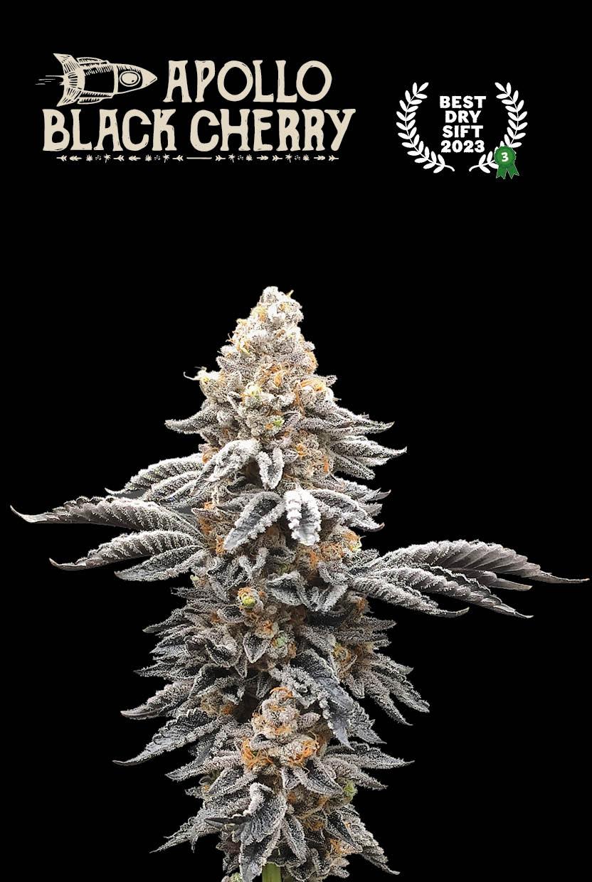 Seedstockers APOLLO BLACK CHERRY© FEMINISIERT