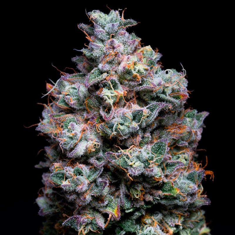 Açaí Jelly Strain Nahaufnahme mit violetten Blüten