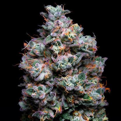 Açaí Jelly Strain Nahaufnahme mit violetten Blüten