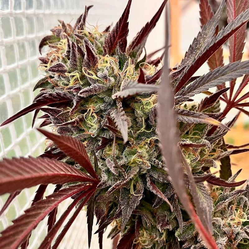 Açaí Jelly FEM Pflanze mit dichten, harzigen Buds