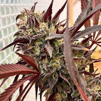 Açaí Jelly FEM Pflanze mit dichten, harzigen Buds