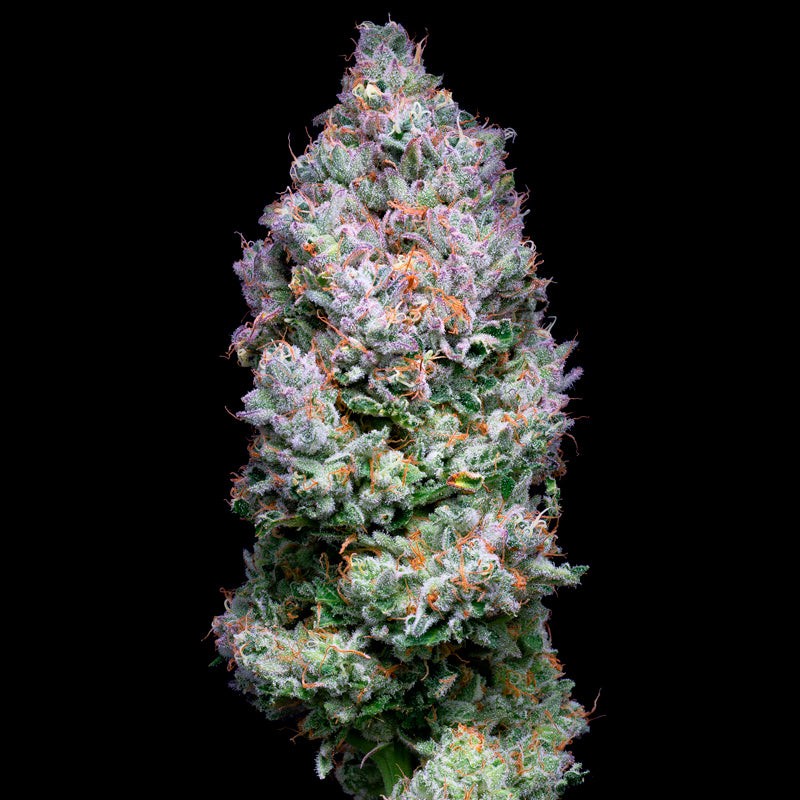 Açaí Jelly feminisierte Blüte mit cremig-fruchtigem Aroma