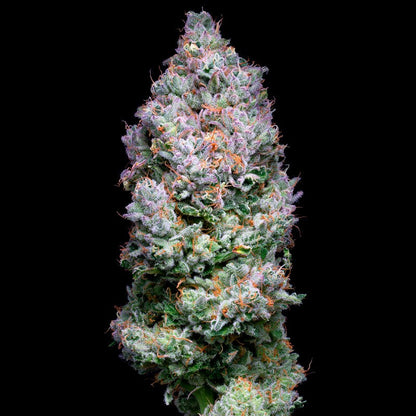 Açaí Jelly feminisierte Blüte mit cremig-fruchtigem Aroma