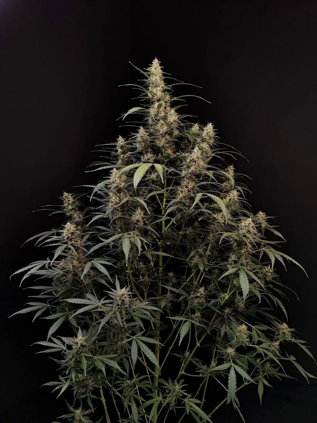 Amnesia Haze Autoflower hohe Sativa-Pflanze im Indoor-Grow