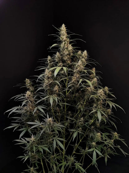 Amnesia Haze Autoflower hohe Sativa-Pflanze im Indoor-Grow