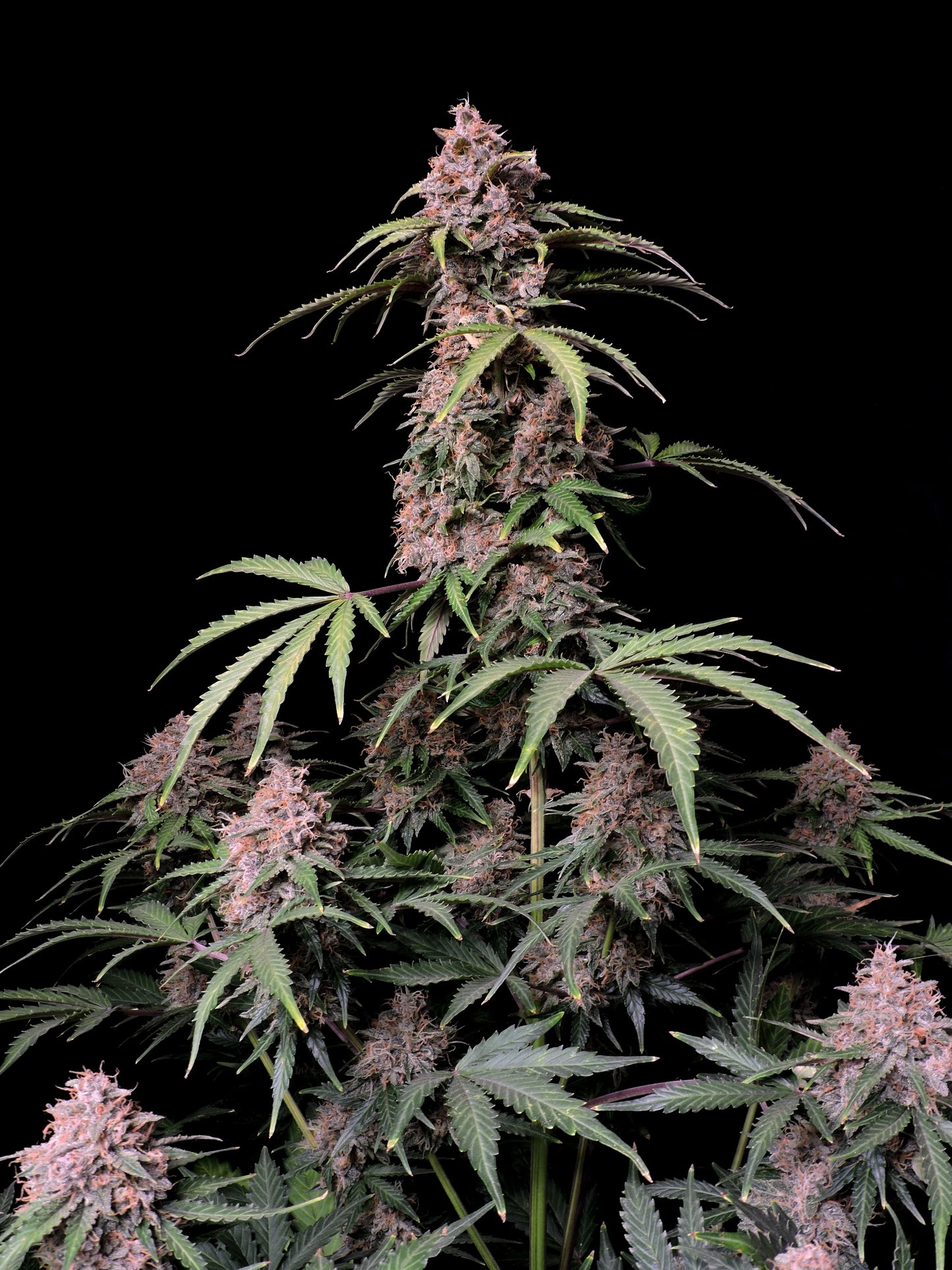 Amnesia Zkittlez Auto feminisierte Samen von FastBuds