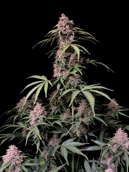 Amnesia Zkittlez Auto feminisierte Samen von FastBuds