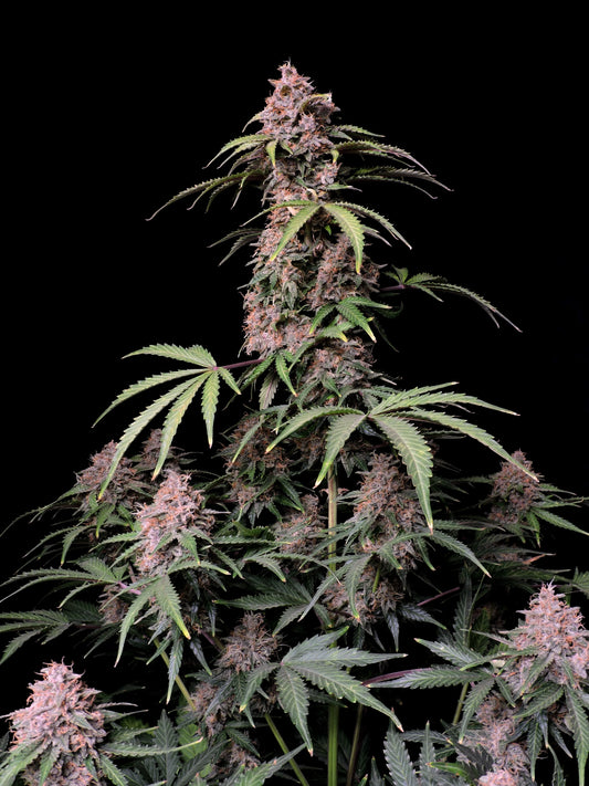 Amnesia Zkittlez Auto feminisierte Samen von FastBuds