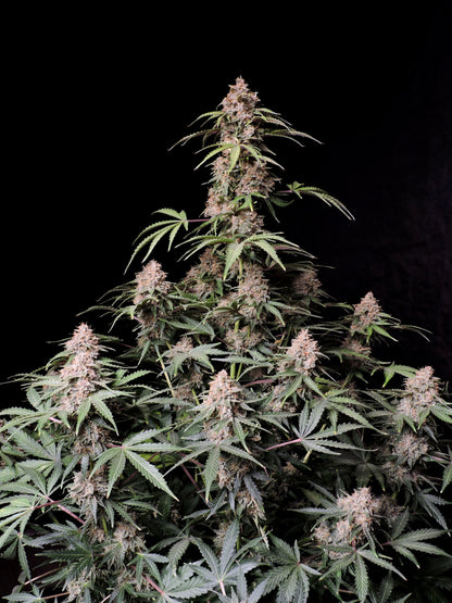 Amnesia Zkittlez Auto Pflanze mit tropischen Buds – FastBuds Genetics