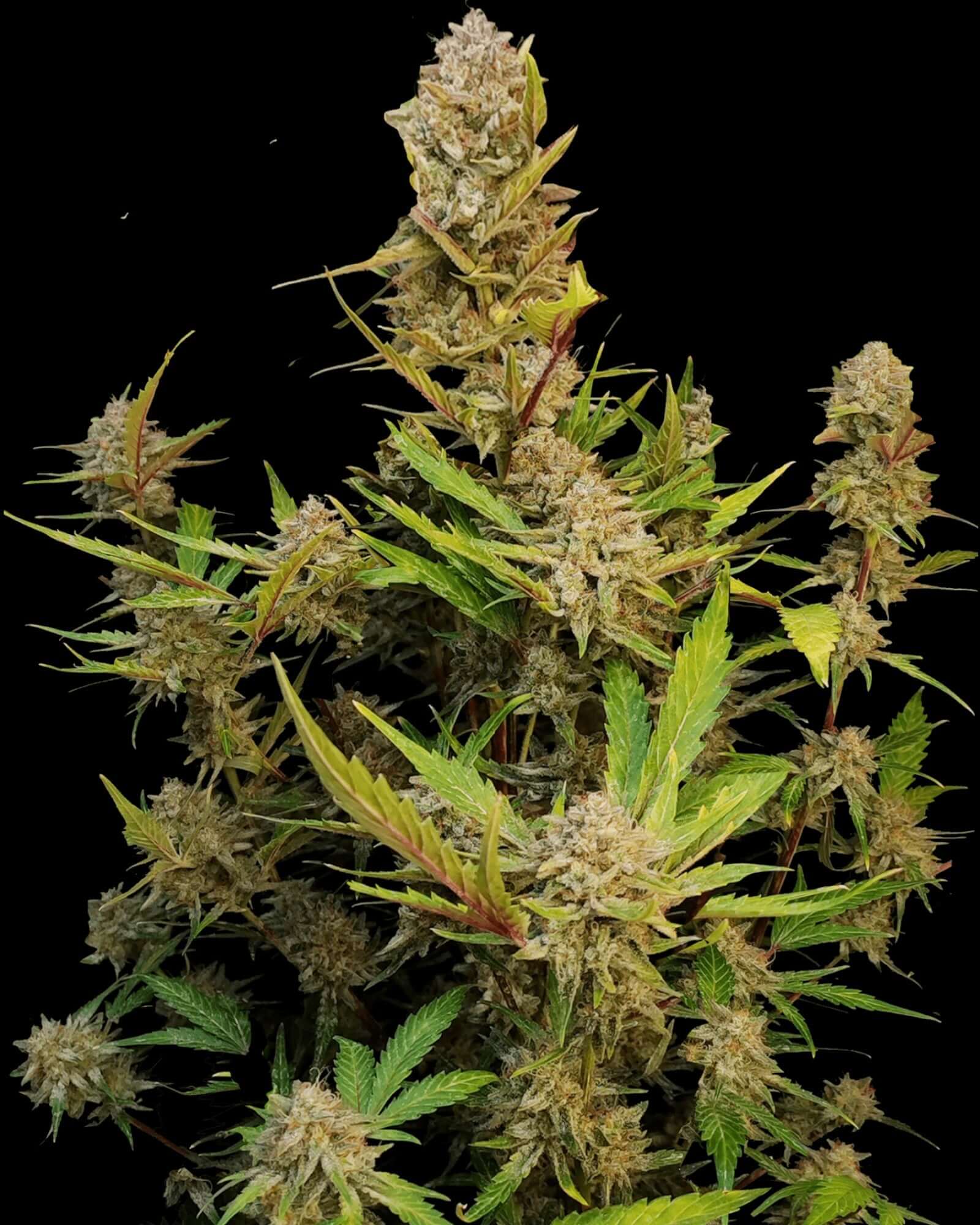 FastBuds Apricot Autoflower Samen Nahaufnahme