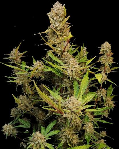 FastBuds Apricot Autoflower Samen Nahaufnahme
