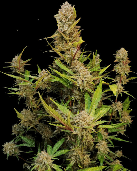 FastBuds Apricot Autoflower Samen Nahaufnahme