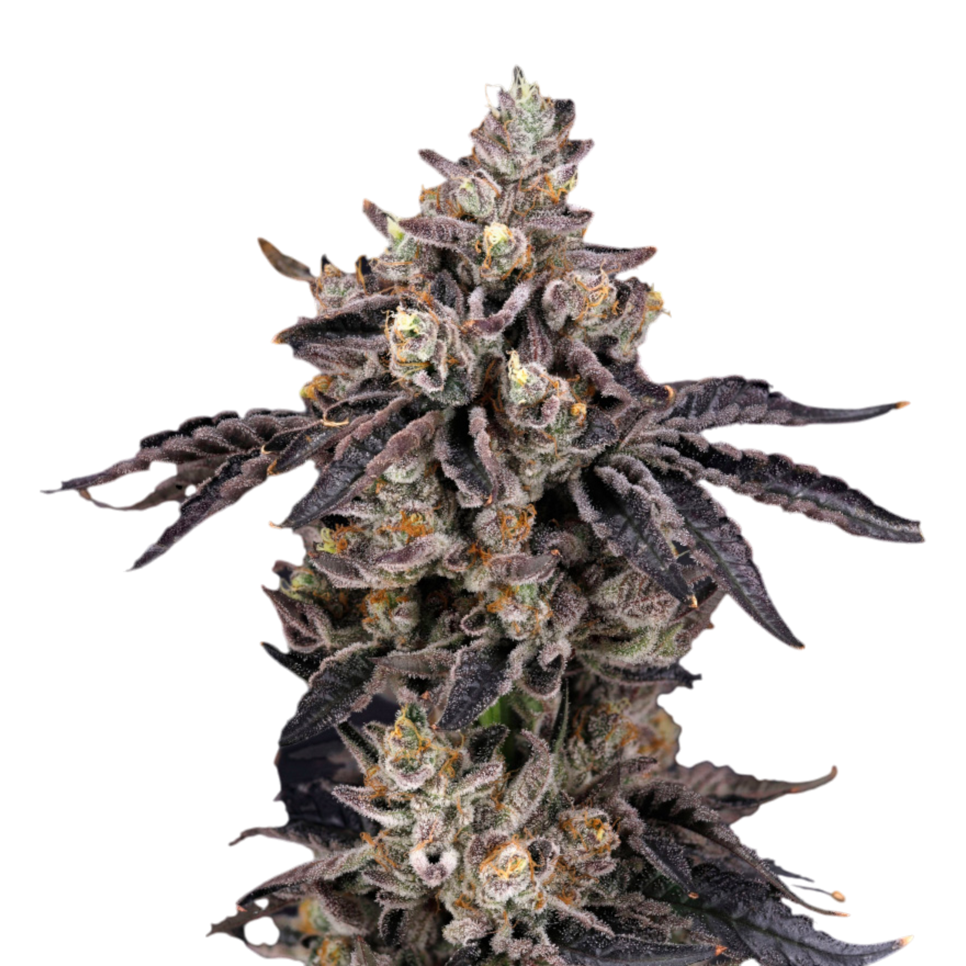 Nine Weeks Harvest – BENS & CHERRY FEMINISIERT