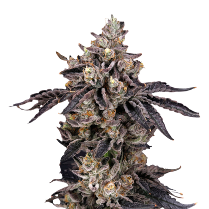 Nine Weeks Harvest – BENS & CHERRY FEMINISIERT